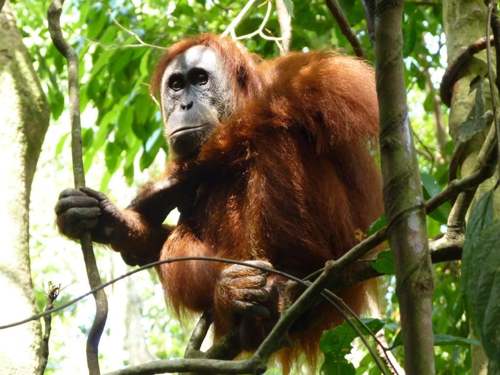 Villa Paradise Bukit Lawang Kültér fotó